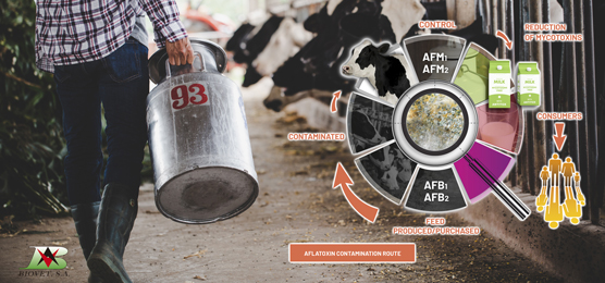riesgo por micotoxinas. antitox-aflatoxinas-leche