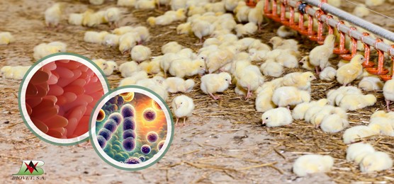 Desafíos intestinales en pollos de engorde