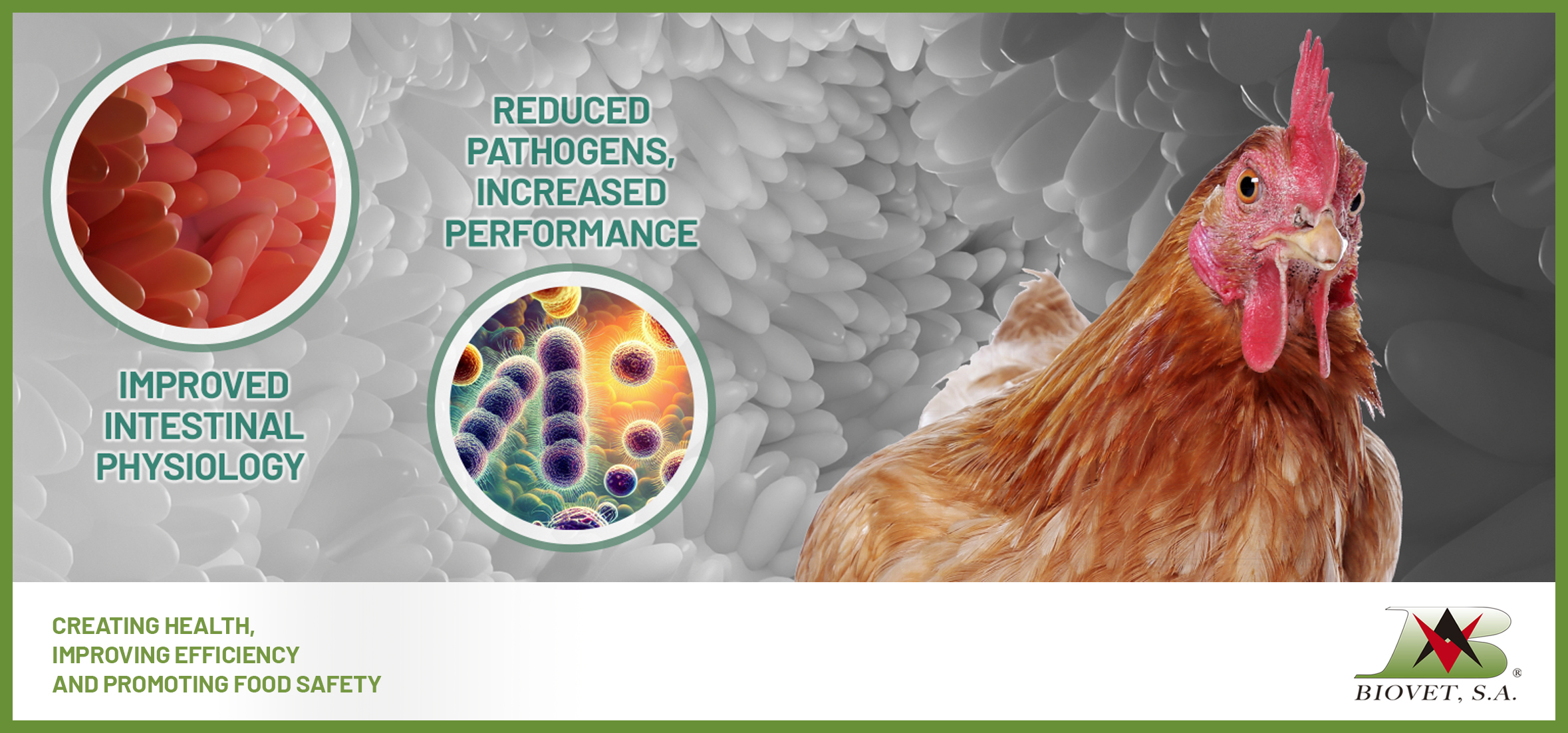 Is gut health limiting your farm’s productive performance?