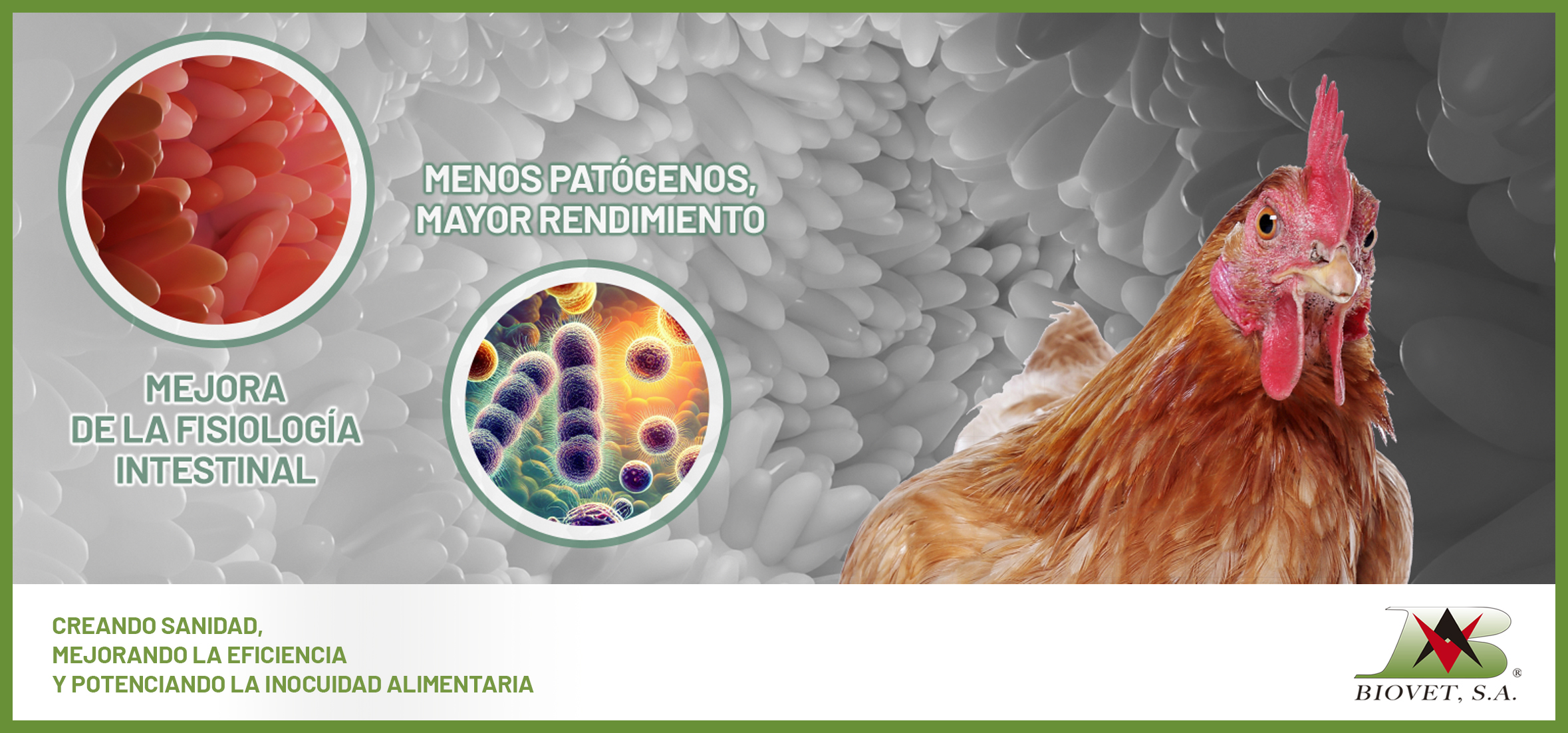 ¿Está limitando la salud intestinal el rendimiento productivo de tu granja?