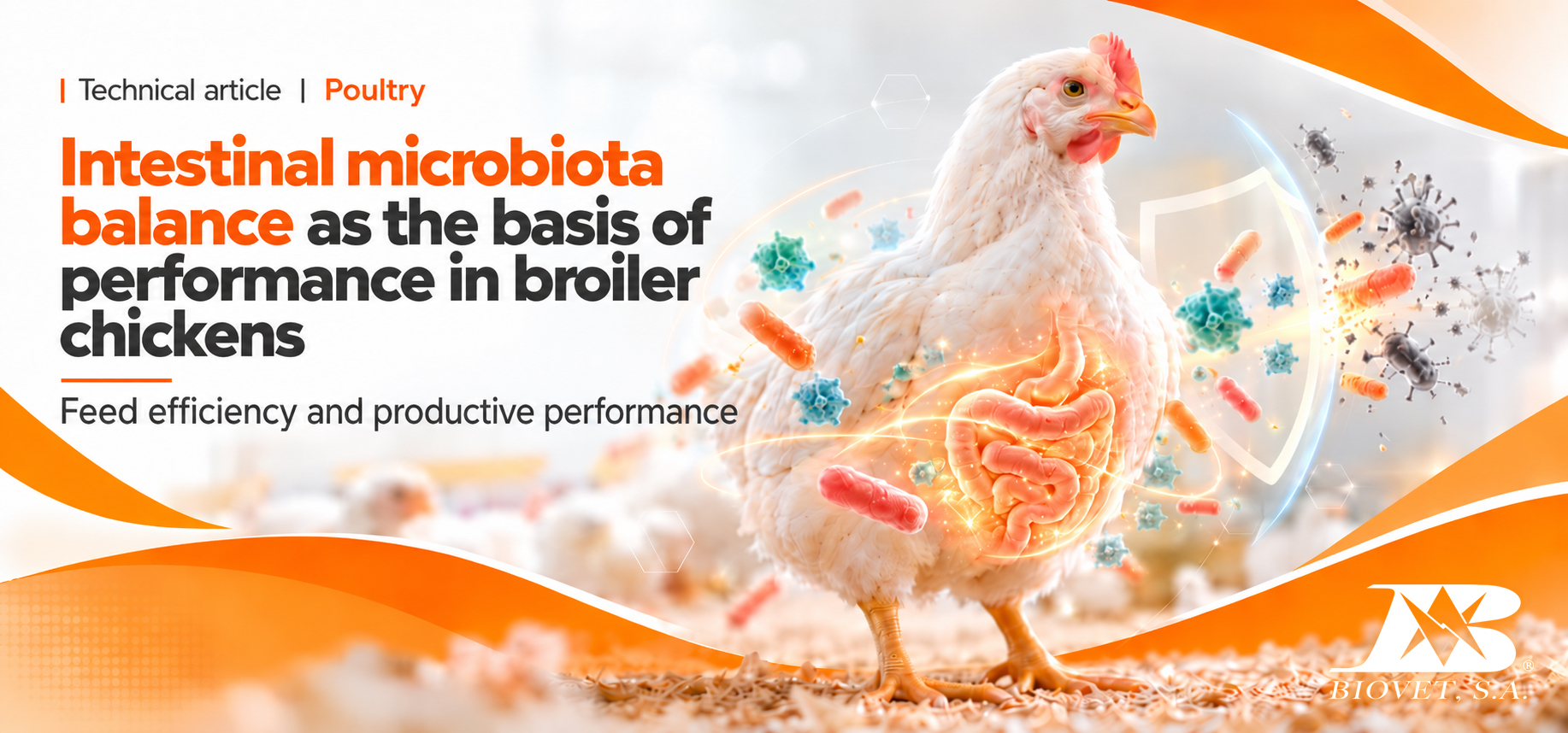Intestinal microbiota balance as the basis of performance in broiler chickens