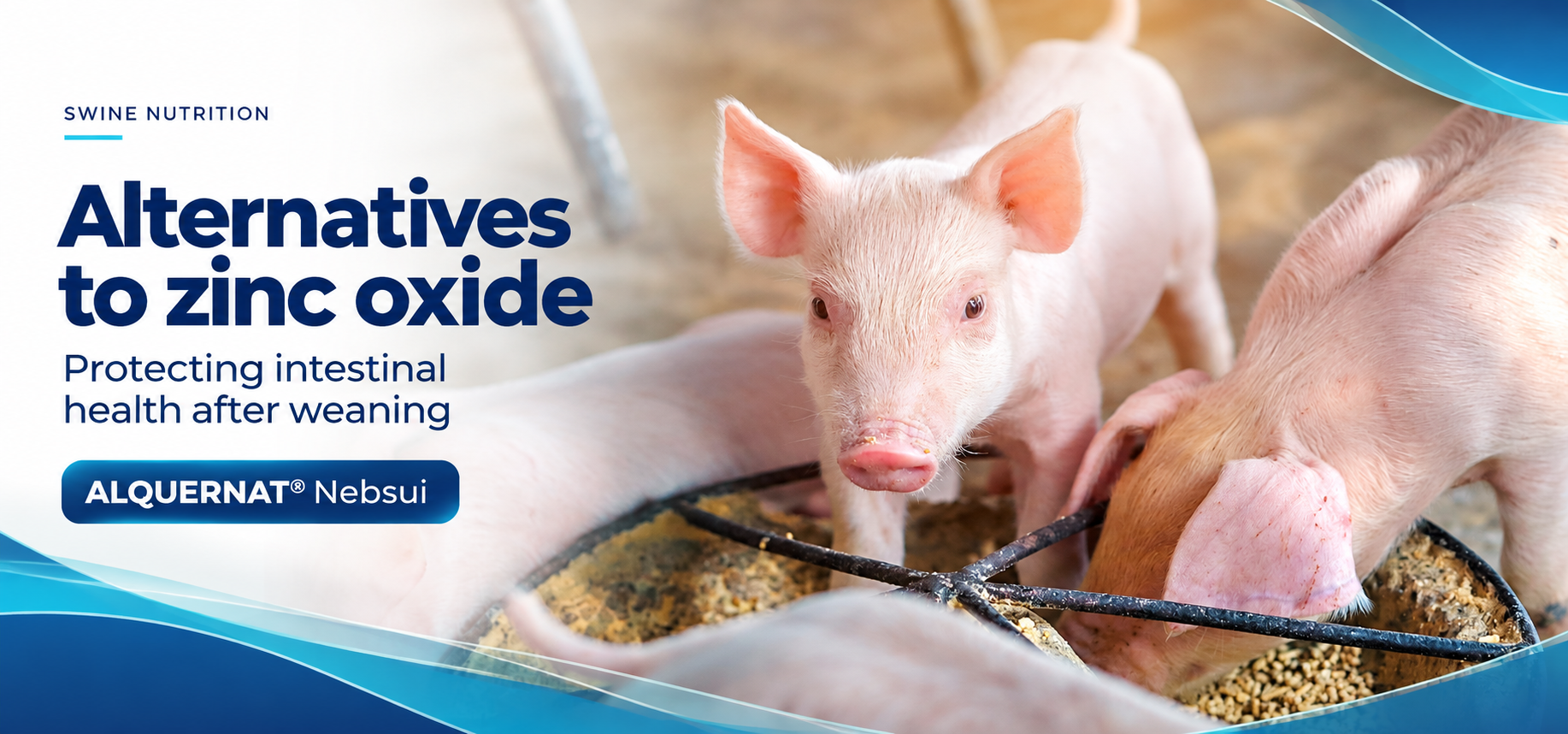 Alternatives to zinc oxide: how can the intestine be protected after weaning?