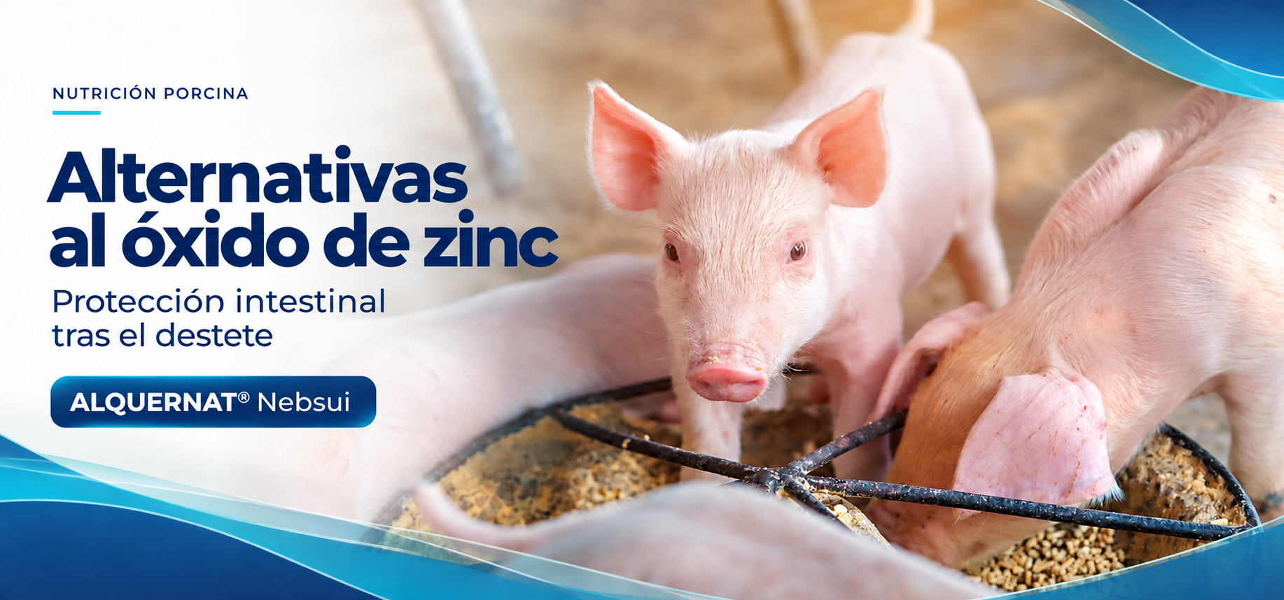 Alternativas al óxido de zinc: ¿cómo proteger el intestino tras el destete?